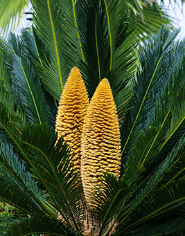 裸子植物