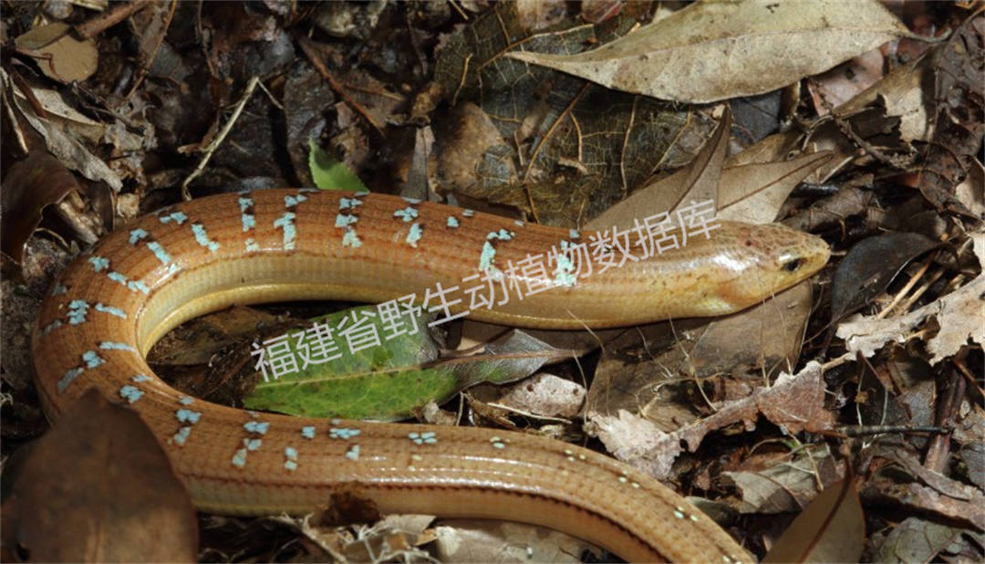 脆蛇蜥