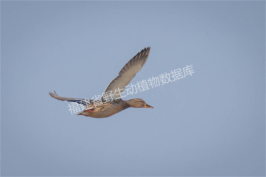 绿头鸭