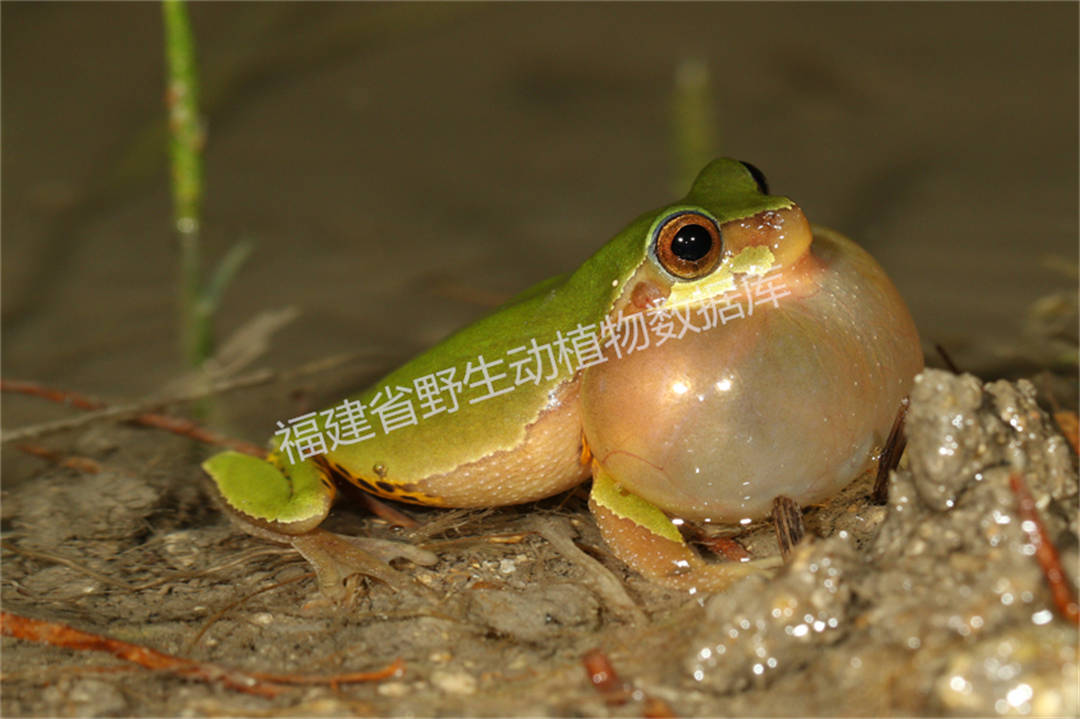 三港雨蛙