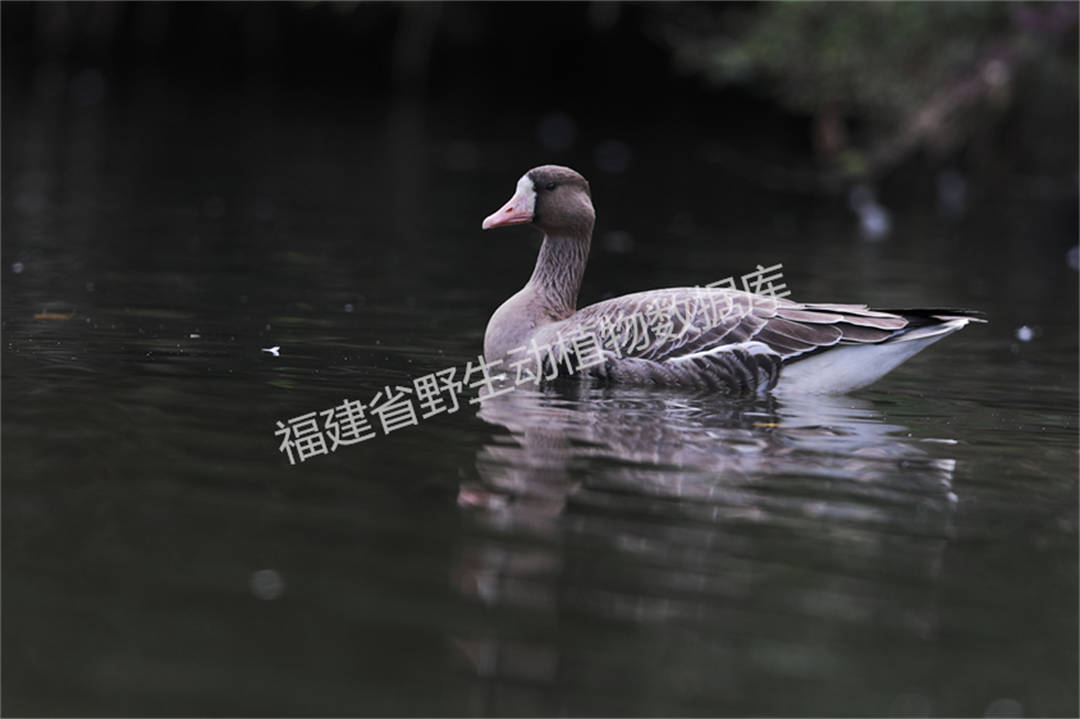 白额雁