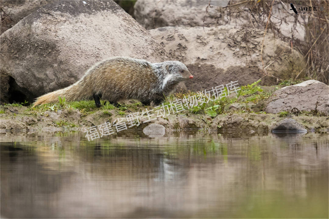 食蟹獴