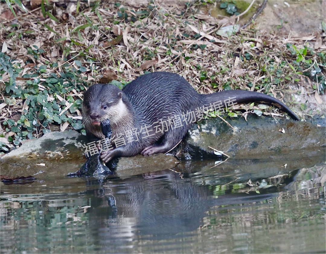 水獭