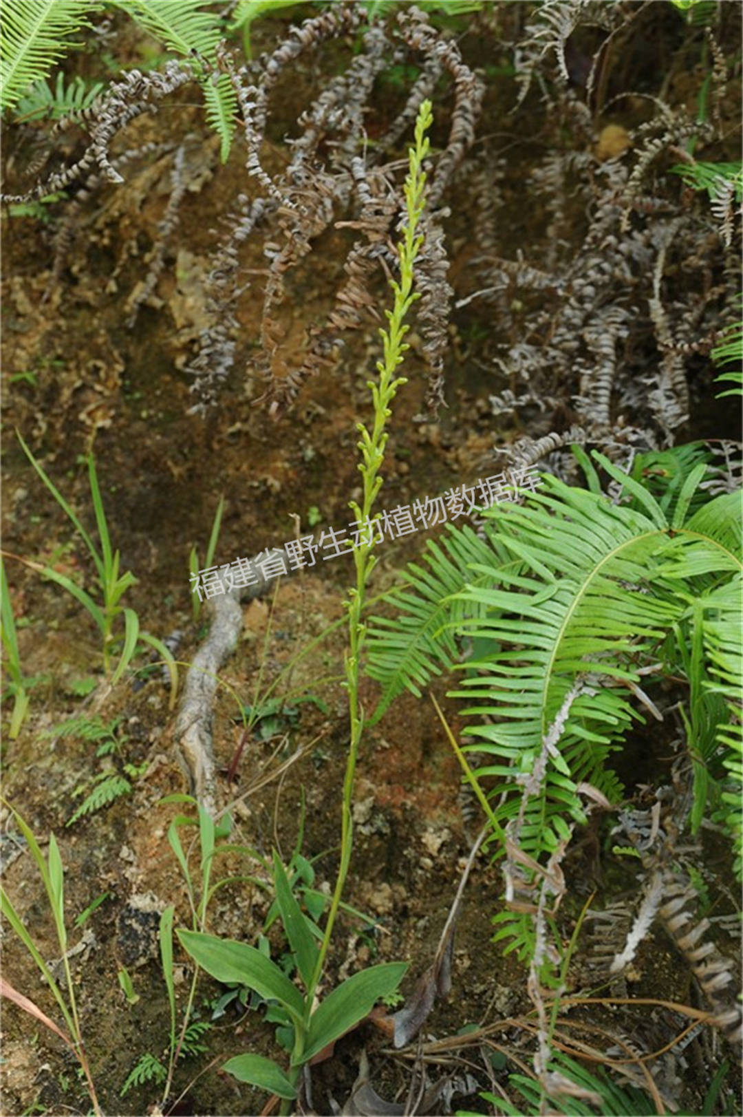 狭穗阔蕊兰