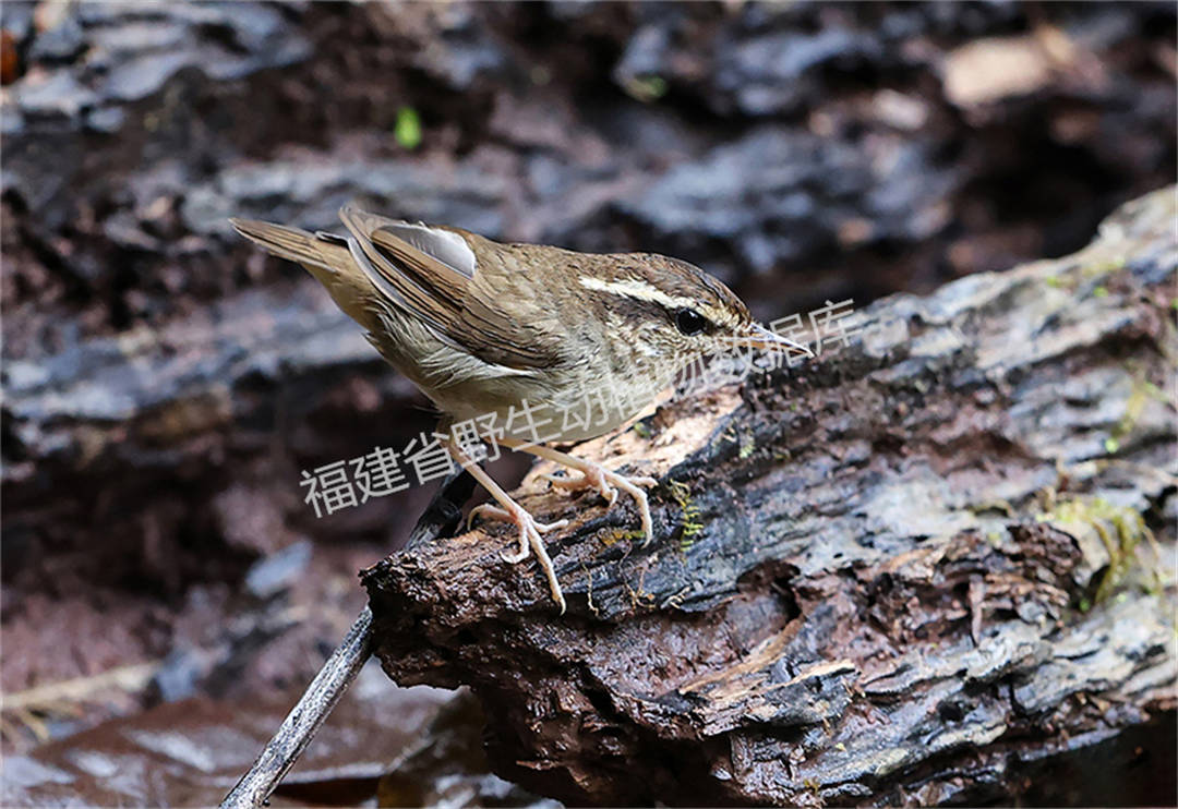 鳞头树莺