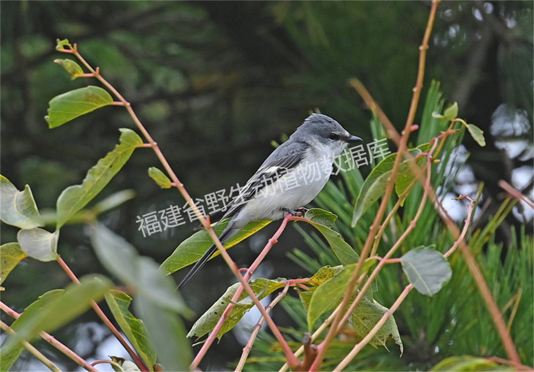 灰山椒鸟