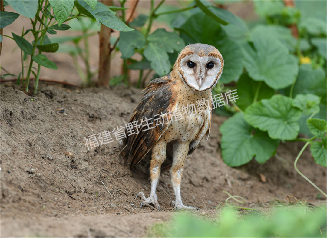 草鸮