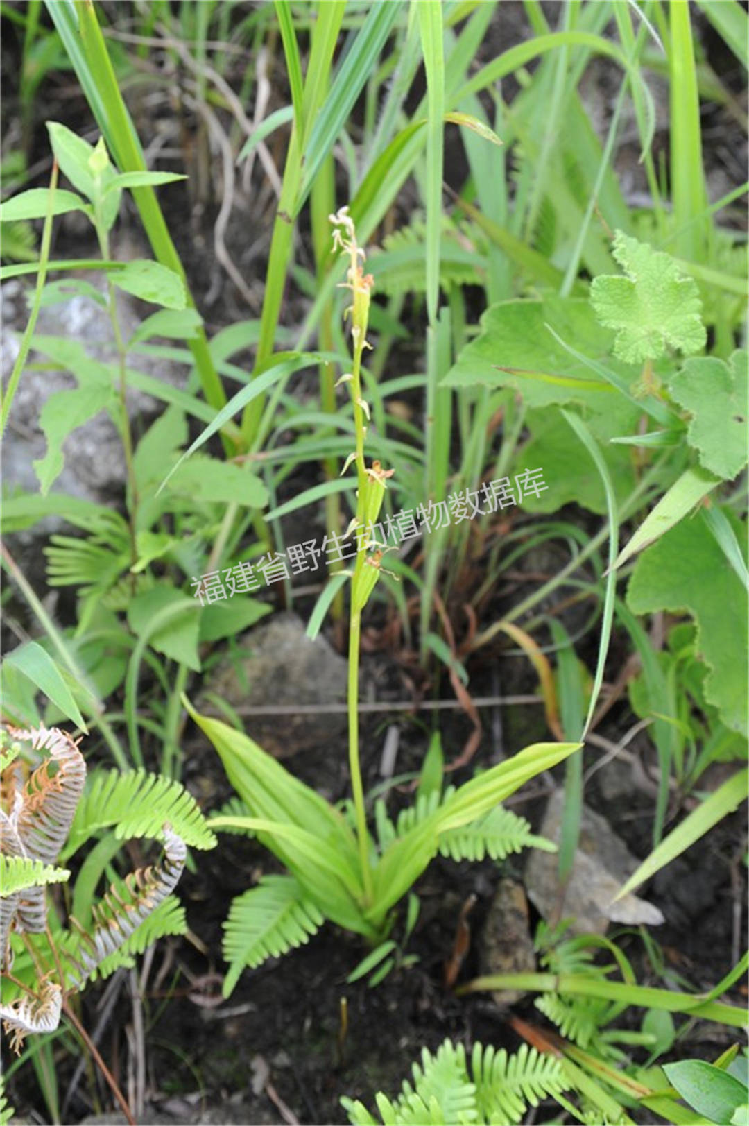 香花羊耳蒜