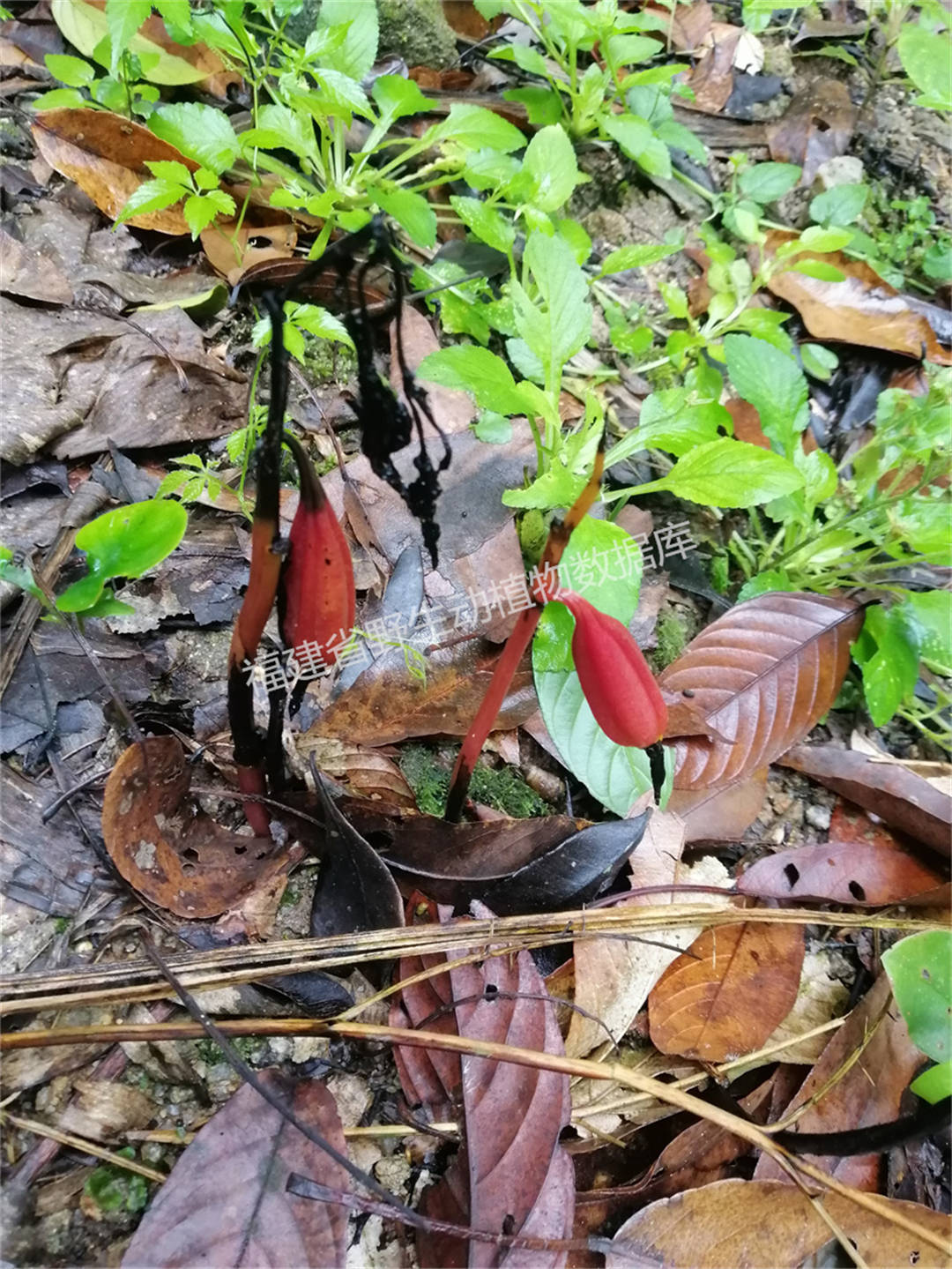 茫荡山丹霞兰