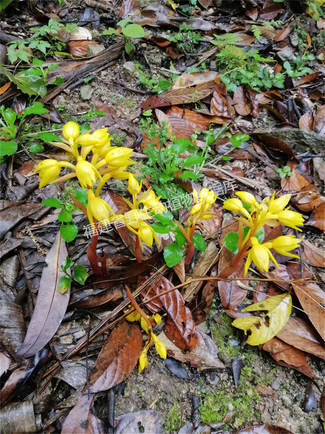 茫荡山丹霞兰