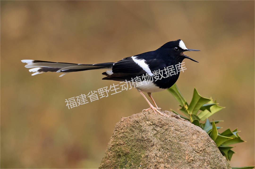 白额燕尾