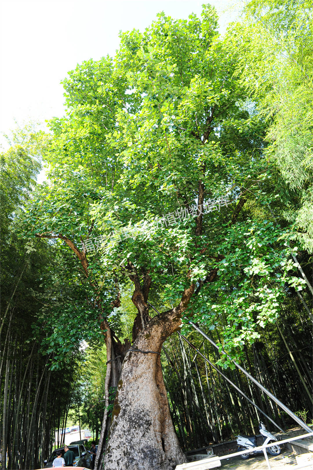 鹅掌楸