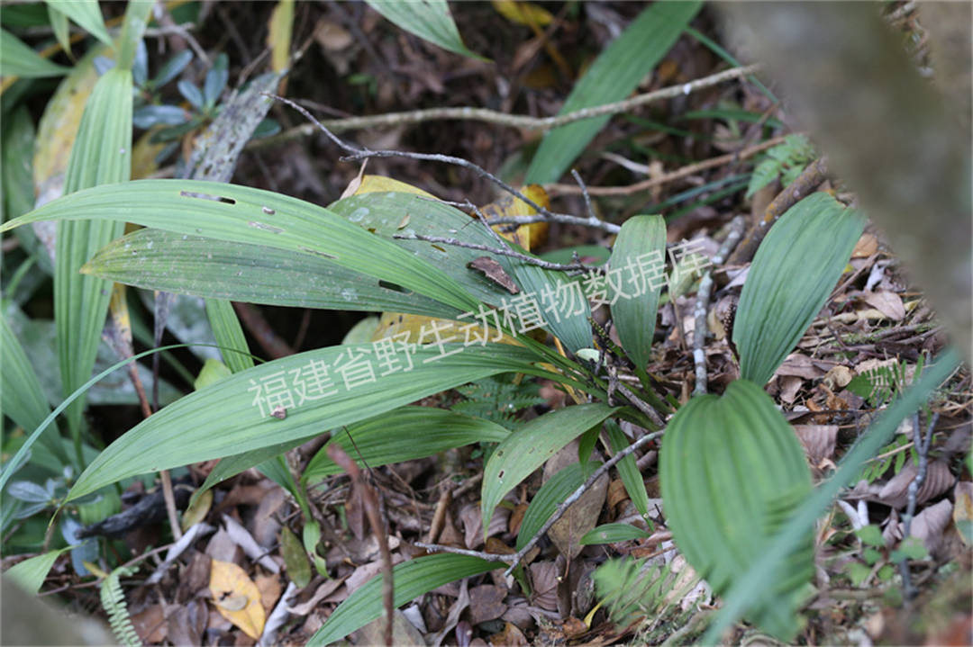 密花虾脊兰